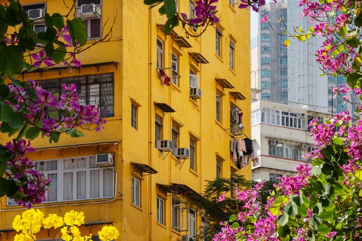 A vibrant, multi-story yellow residential building in a dense city environment, framed by bright pink and purple flowering branches in the foreground.